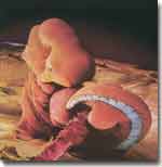 Dezvoltarea embrionara saptamana a 3-a