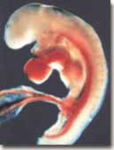 Dezvoltarea embrionara saptamana a 4-a