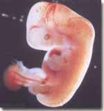 Dezvoltarea embrionara saptamana a 5-a