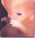 Dezvoltarea embrionara saptamana a 9-a