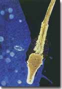 Fecundarea - Spermatozoidul fuzioneaza cu ovulul matur
