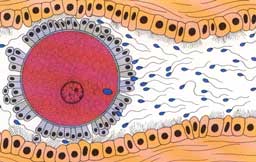 Deplasarea oului prin trompa uterina: Morula: 16 celule